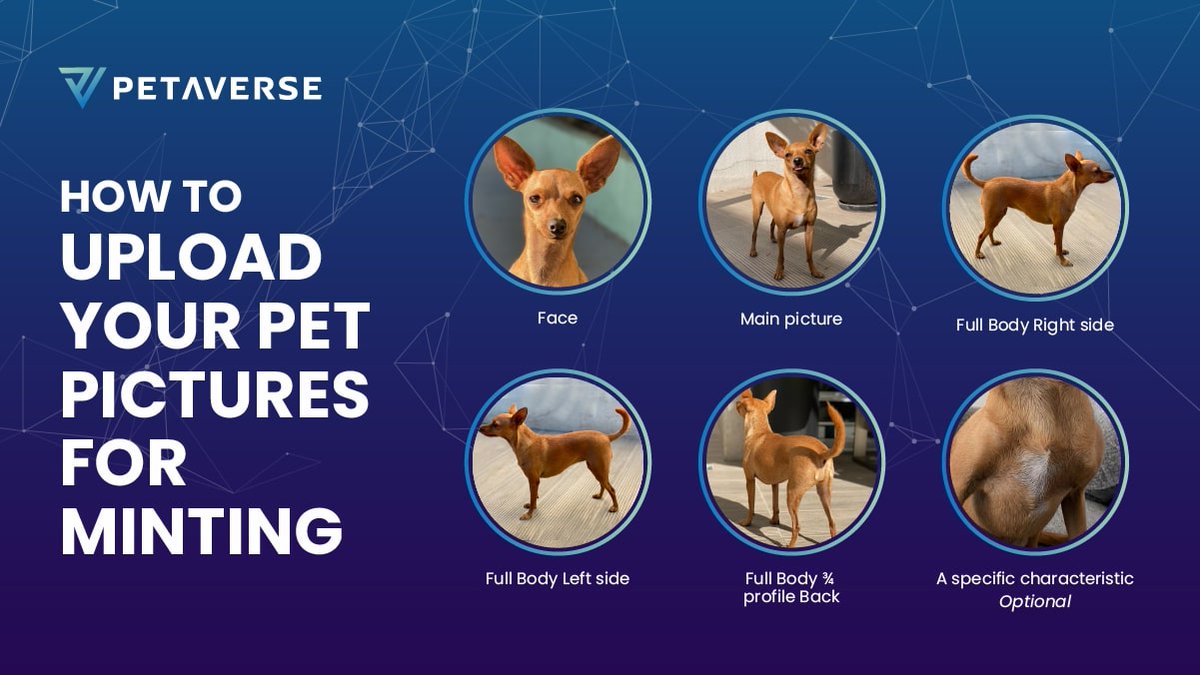 Petaverse_nft's tweet photo. The only thing holding you back from a perfect 3D custom digital version of your furry friend is sending us 6️⃣ easy photos. Like really, it’s that easy.

#web3 #metaverse #pets #nfts https://t.co/BPspBVH07l