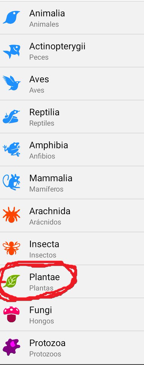 Today is #FascinationofPlantsDay & it's time to claim!
 
Despite in @inaturalist 40% of world observations are of plants (40 of 100 millions!), they all appear labeled as 'Plantae', while animals have MANY labels: Aves, Reptilia, Amphibia, Arachnida...

WHY? ➡️ #plantblindness
