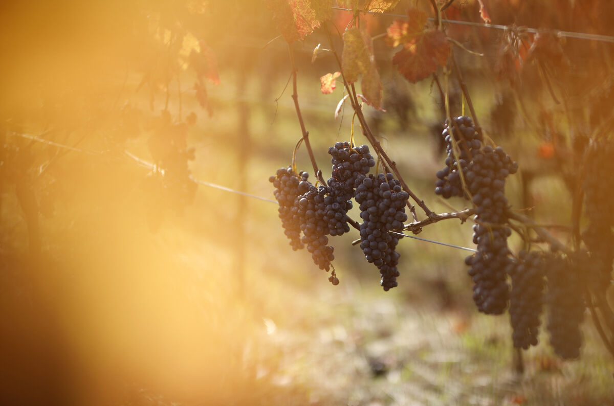 Do you love fine red wine? If so, the extraordinary Khomli Usakhelouri Semi-Sweet 2019 is a great choice.

This handcrafted luxury wine, full of fruity &amp; floral aromas and flavours, is produced by an ultra-premium winemaker, Khomli.🍷🍇🇬🇪🍒🌹

bit.ly/3MSePAw