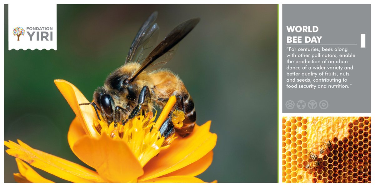FondationY's tweet photo. Bee Engaged: Celebrating the diversity of bees and beekeeping systems
@ https://t.co/dsHk2cC6wC https://t.co/9RATOavjNw