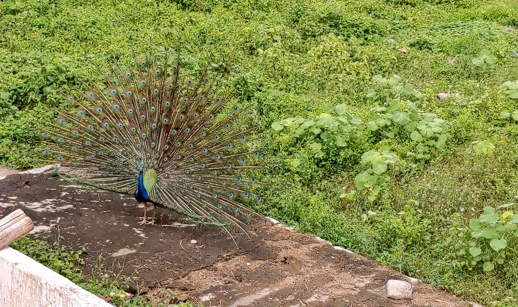Preethiitalks's tweet image. Omg😭😭😭😭😭😭it's raining here🌧️😭❤️

And see who visited my home today😭❤️😭😭💃🥹

(we have waited so long for this moment🤧🤧🥹❤️)

#RainLove ✨🌧️