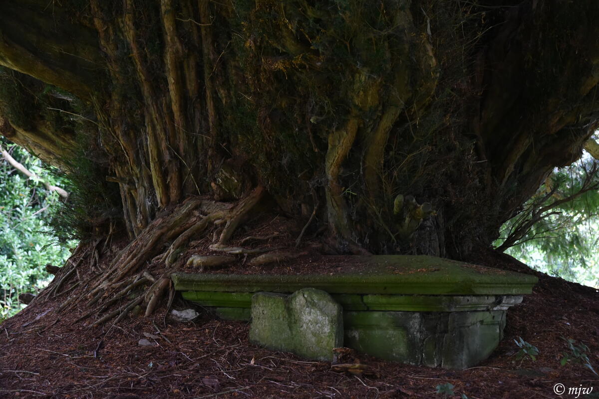 Wuzmi's tweet photo. St Martin of Tours, Elworthy, #Somerset - ancient churchyard yew devouring a tomb #AnimalsInChurches #TreesInChurches https://t.co/G8p0yKQ0LB