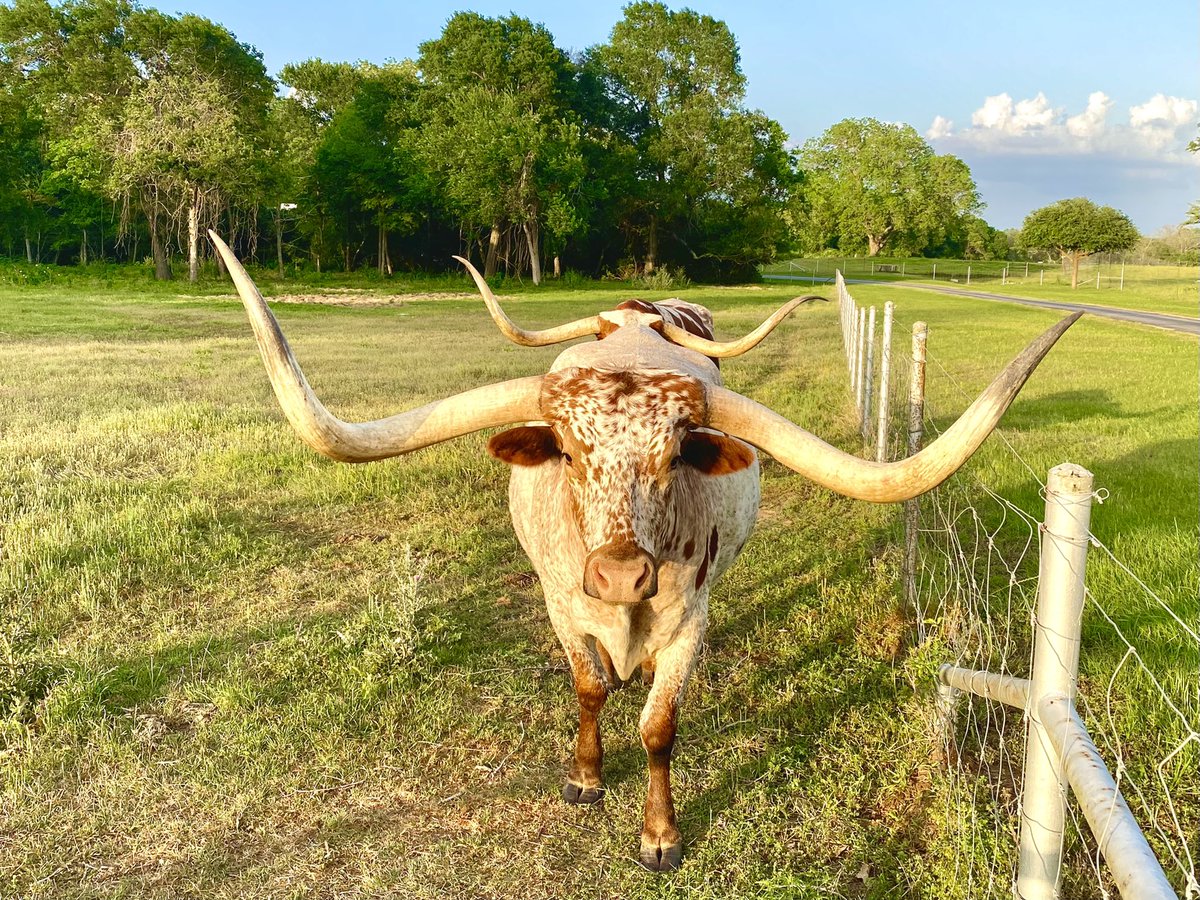 EberlyRanch's tweet photo. moo https://t.co/jAltS0UUIN