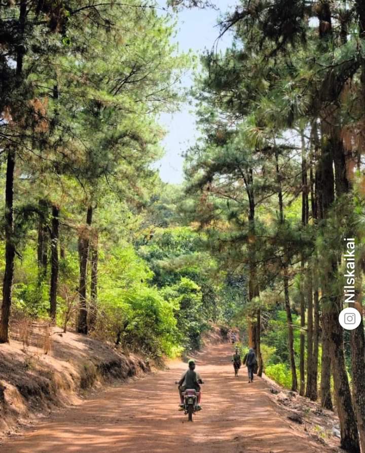 je_suis_guinen's tweet photo. DALABA, La belle avec ses magnifiques sapins.
Cette ville est vraiment d’une beauté paradisiaque et au climat incroyable. 
La Guinée est vraiment une merveille 🇬🇳. https://t.co/ajTzMKYWij