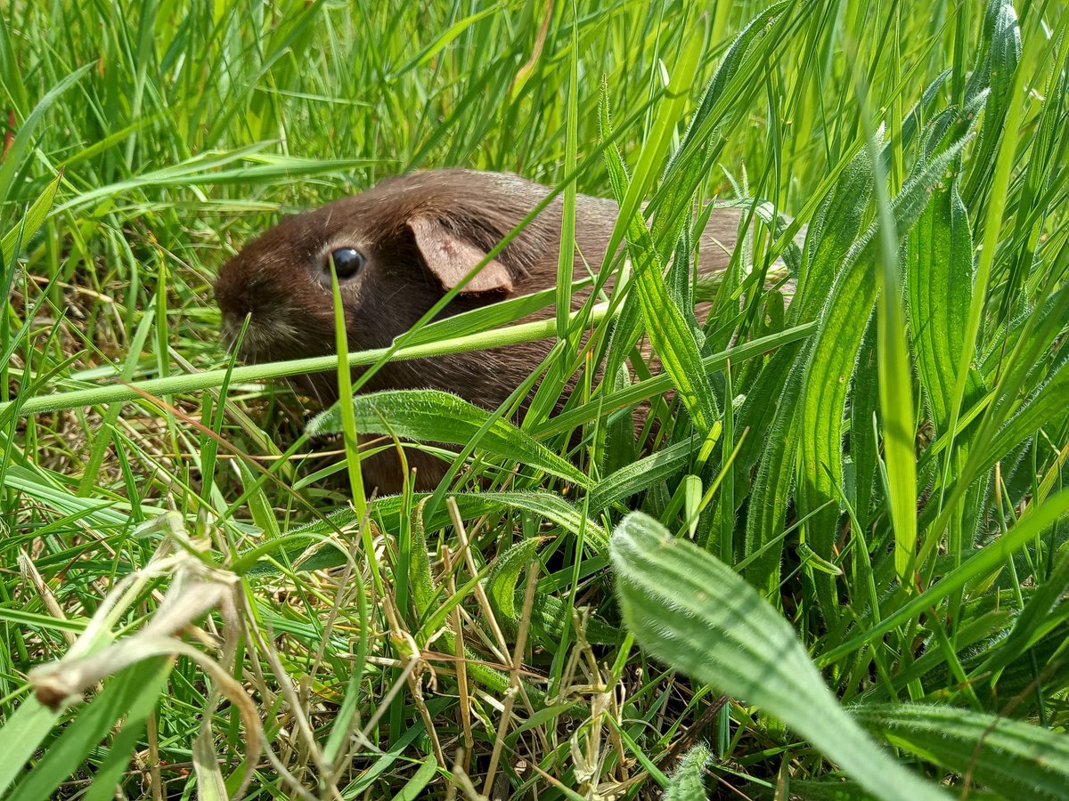 CavyShenanigans's tweet photo. Camile enjoying some grass vs Camille after being bitten by an ant 🐜 https://t.co/Wtm2pjrlKs
