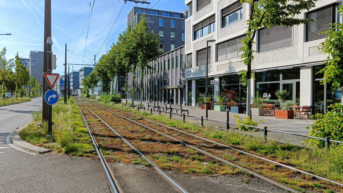 Kavega21's tweet photo. So happy to be back out doing a bit of field work. The city is so vibrant and dynamic this Spring. Although we were monitoring pollinators, we may have ended up with better pictures of their predators! B3 Project with @a_taucher and @TiereWild. #CitizenScience @pwa_zurich https://t.co/NgqoXwoXPV