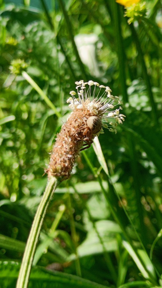 Kavega21's tweet photo. So happy to be back out doing a bit of field work. The city is so vibrant and dynamic this Spring. Although we were monitoring pollinators, we may have ended up with better pictures of their predators! B3 Project with @a_taucher and @TiereWild. #CitizenScience @pwa_zurich https://t.co/NgqoXwoXPV