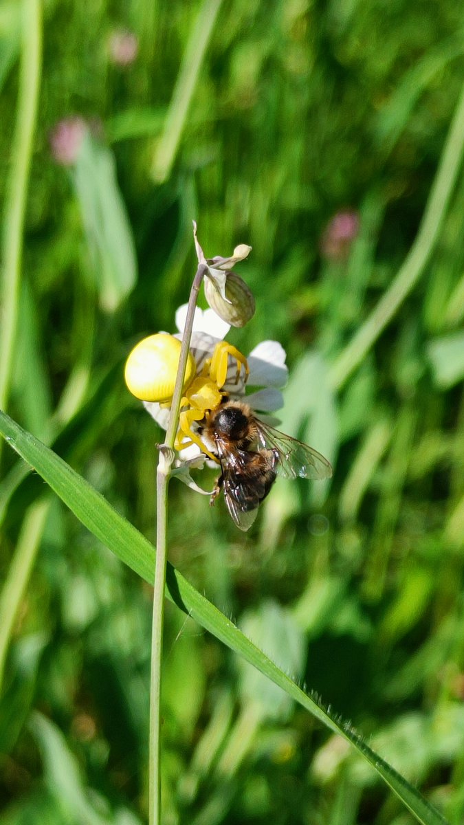 Kavega21's tweet photo. So happy to be back out doing a bit of field work. The city is so vibrant and dynamic this Spring. Although we were monitoring pollinators, we may have ended up with better pictures of their predators! B3 Project with @a_taucher and @TiereWild. #CitizenScience @pwa_zurich https://t.co/NgqoXwoXPV