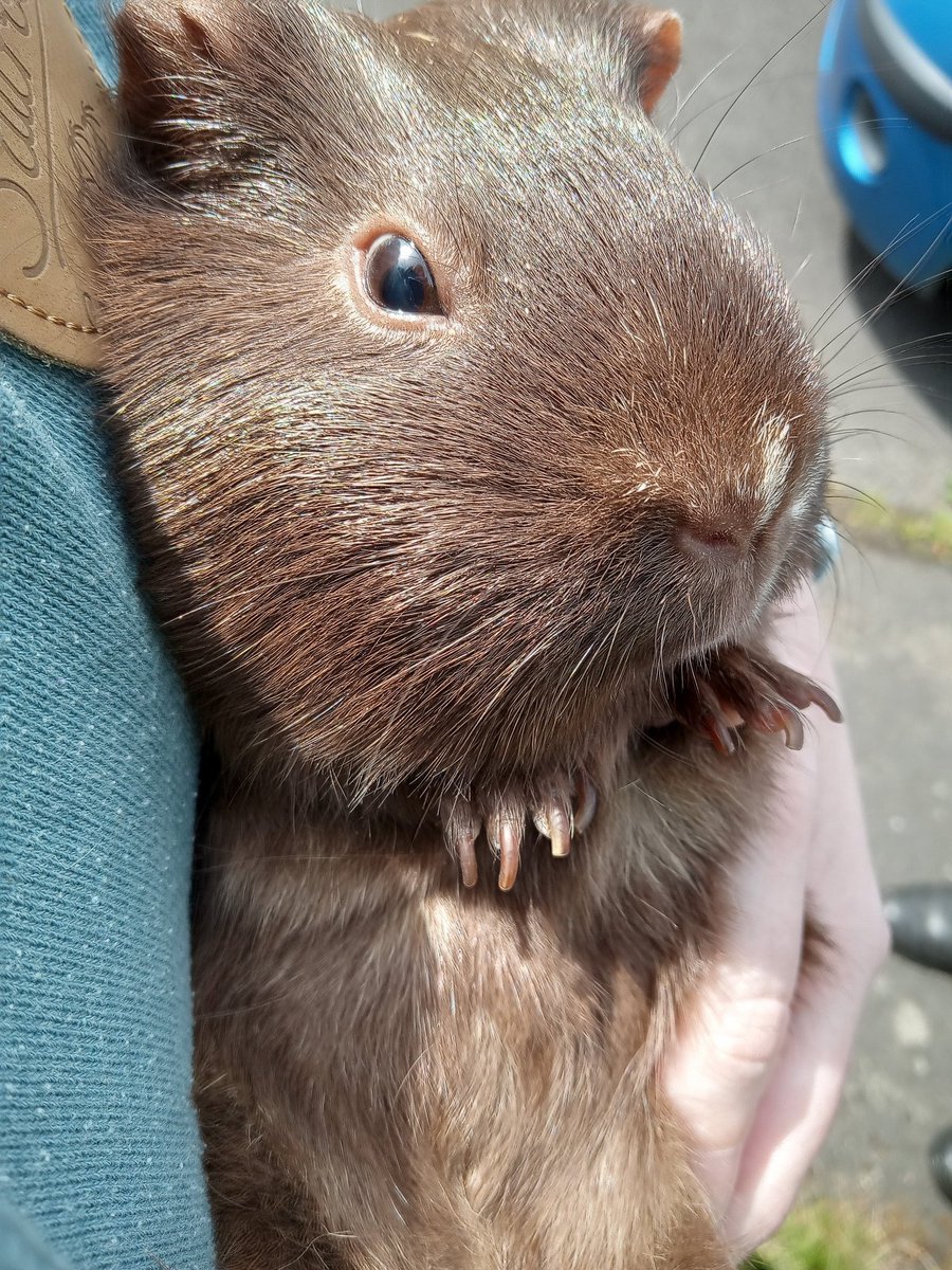 CavyShenanigans's tweet photo. Camile enjoying some grass vs Camille after being bitten by an ant 🐜 https://t.co/Wtm2pjrlKs