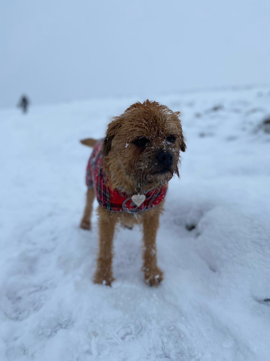 GoffLewis1's tweet photo. @BTWelfare A frozen BT Finley 🐕 https://t.co/Q5EyniQkGY