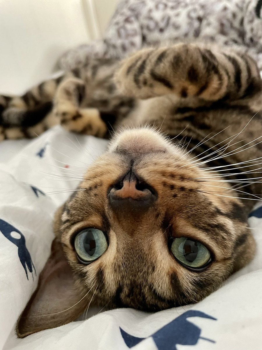 BengalWilma's tweet photo. Gorgeous Frank this #whiskerswednesday 😽🐾❣️😽 #OneEar #GreenEyes #TeamBengal https://t.co/CdluIFhUyb