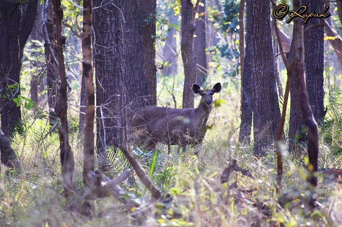@moefcc Yeah..This is the real wild. 
#forestjourney #blackbuck #Nallamalaforest #AndhraPradesh #NaturePhotography @byadavbjp @AshwiniKChoubey @SPYadavIFS @nityanandraibjp @wiiofficial1