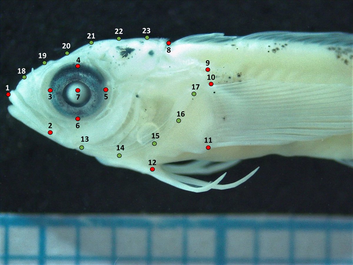 landaicio's tweet image. Tesis en desarrollo en el @LabitiL sobre asentamiento en trombollitos #triplefin 
ictioplanctonenchile.blogspot.com/2022/05/veloci…