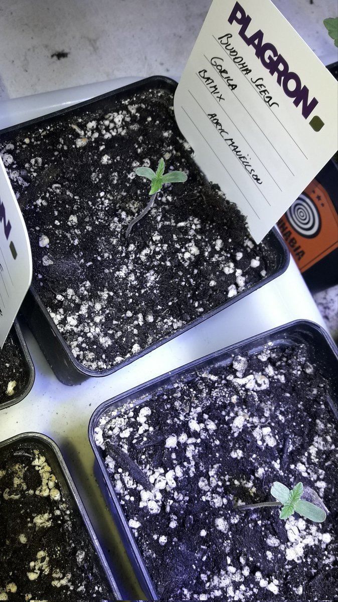 AdrycManellson's tweet photo. Un #TimeLap de #Gorila y #WeedingCheeseCake #Fem @BuddhaSeeds #EnRecuerdoDeViejosTiempos #SailingTheGreenSea en #AdrycsCove, #Sust #BatMix @PlagronAruba bajo #ThePureLed480Pro @ThePureFactory_ by @DPlantasur, que ya se fueron a dormir.
Alegría pues, Olas y #SemisDeColección.🧚♂️😎 https://t.co/I8zB38K3cn