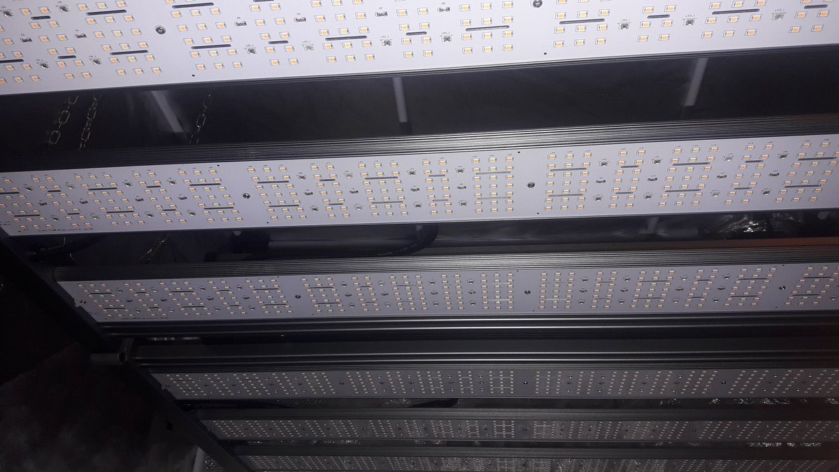 AdrycManellson's tweet photo. Un #TimeLap de #Gorila y #WeedingCheeseCake #Fem @BuddhaSeeds #EnRecuerdoDeViejosTiempos #SailingTheGreenSea en #AdrycsCove, #Sust #BatMix @PlagronAruba bajo #ThePureLed480Pro @ThePureFactory_ by @DPlantasur, que ya se fueron a dormir.
Alegría pues, Olas y #SemisDeColección.🧚♂️😎 https://t.co/I8zB38K3cn
