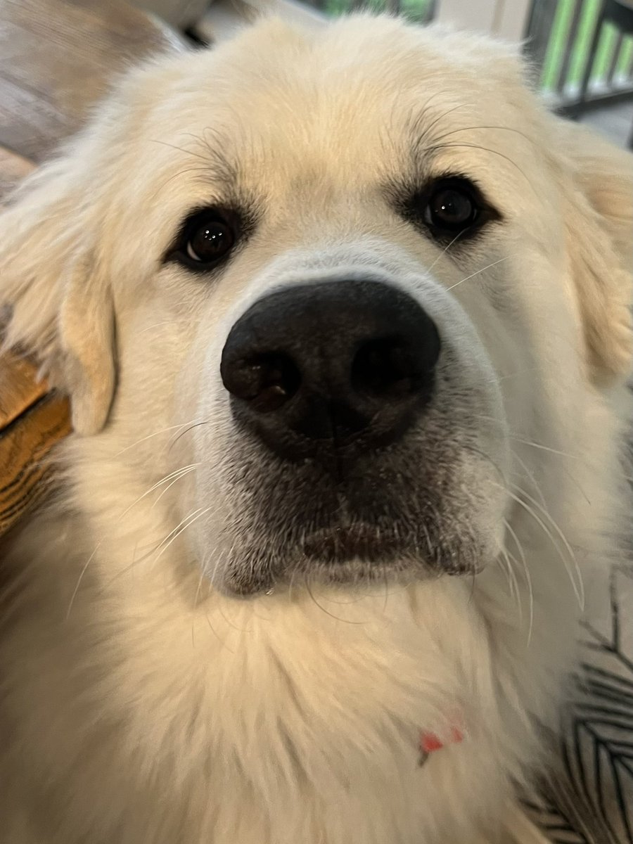 KateDavidBooks's tweet photo. Happy ONE, Jake! We never knew how much we needed you! 🐾💙 #greatpyrenees #greatpyreneespuppy #boop #happydog #giantbreed #somuchhair #somuchlove @Happydog___ https://t.co/aE8DPI6fHb