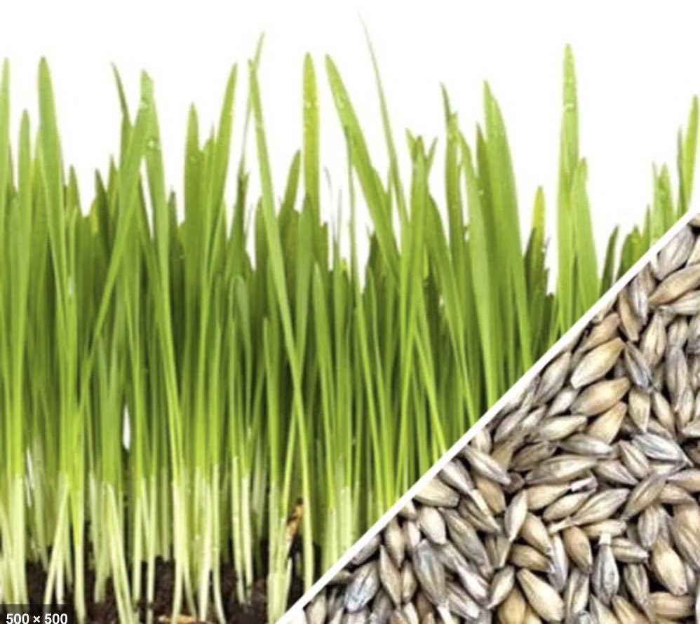 brainamerica's tweet photo. In a recent LinkedIn post, we indicated barely microgreens had positive benefits in reducing symptoms of type 2 Diabetes.  The two tales of barley…. 
 
Read more here -

https://t.co/mXKokNKkdi

#barleycarbdelicious
#barelygreenhealthy

@brainamerica 
@BrainAmerFndn https://t.co/WHEYrscMkP