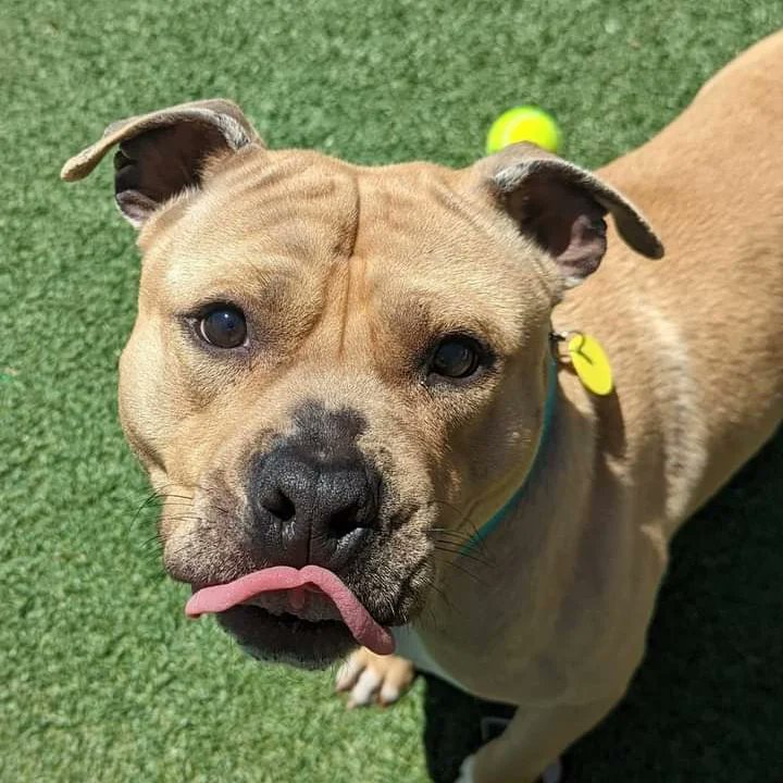 KarenSConniff's tweet photo. #Asner #CLE #OH #ADOPT #FOSTER Three-year-old Asner has a mild manner. He loves the reassurance of cuddles or butt scratches. He's polite, easy to walk and doesn't jump on new people. He might be shy at first. He lights up when he plays with other dogs! https://t.co/ZAE4iWeR14 https://t.co/maMExdrhlu