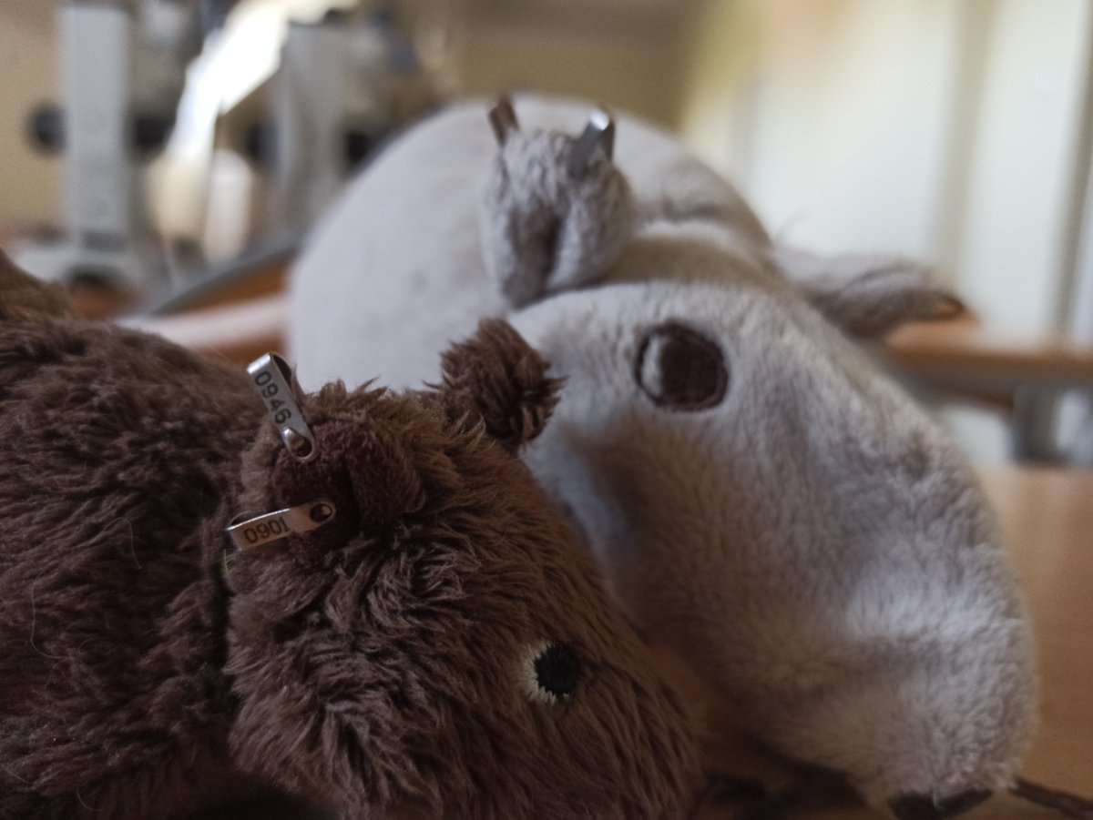 AleksandraWrbe4's tweet photo. Seminars for students be like #eartagging #rodents #seeddispersal https://t.co/GOkEiEw1EV