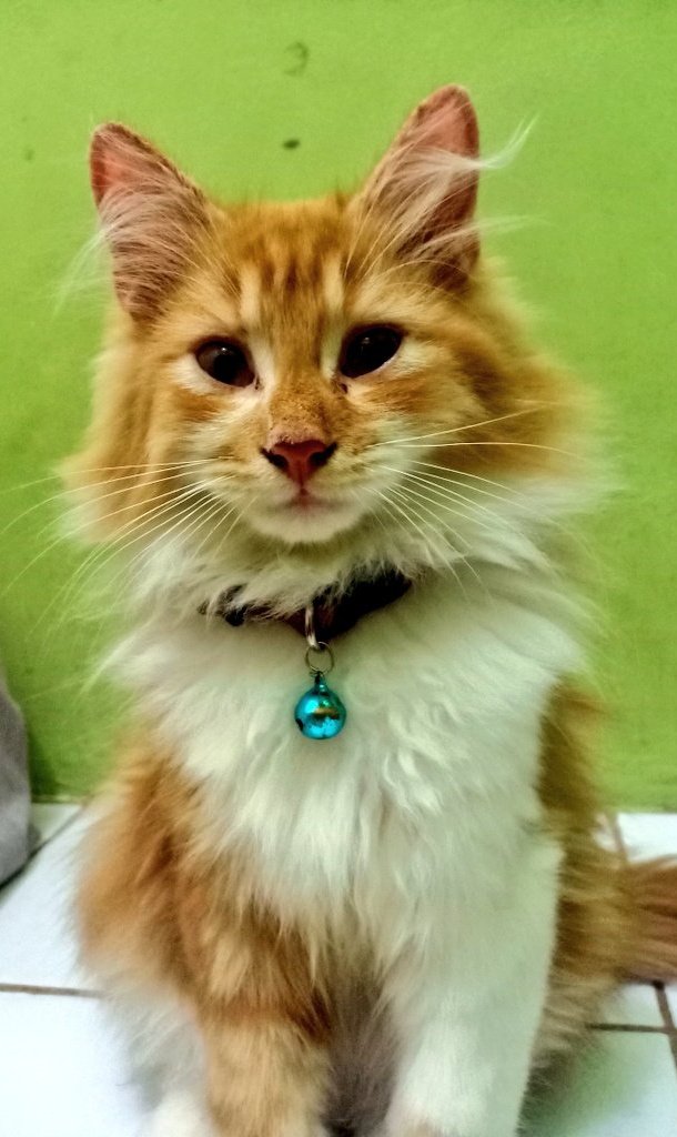 Pets 🐈🐕‍🦺🐇🐦 Fess tweet media