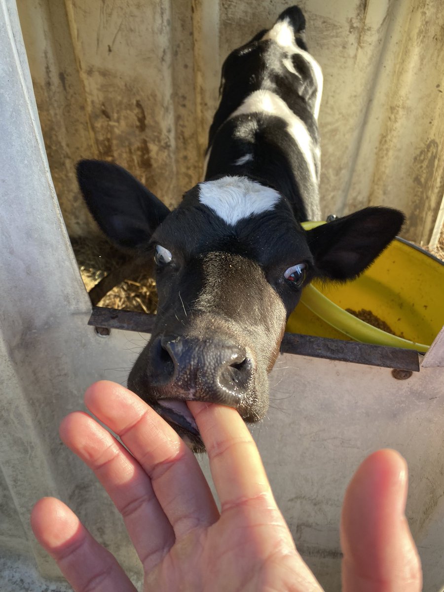 I made a very hungry friend this morning and now I believe I am a mother. <a href="/wcax/">Channel 3 News</a> #Farm24VT