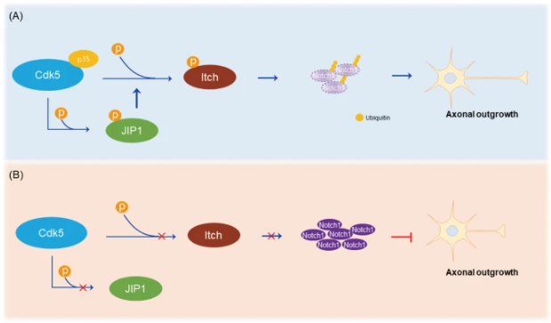 BMCBiology's tweet photo. New from our ‘#Neurons, Circuits and #Behavior’ collection – Dianbo Qu, David Park et al provide evidence for the involvement of a #Cdk5-#JIP1-#Notch1 signaling axis in regulation of #axon growth. https://t.co/zNp3V2dwky #phosphorylation https://t.co/72wdWVRXf3