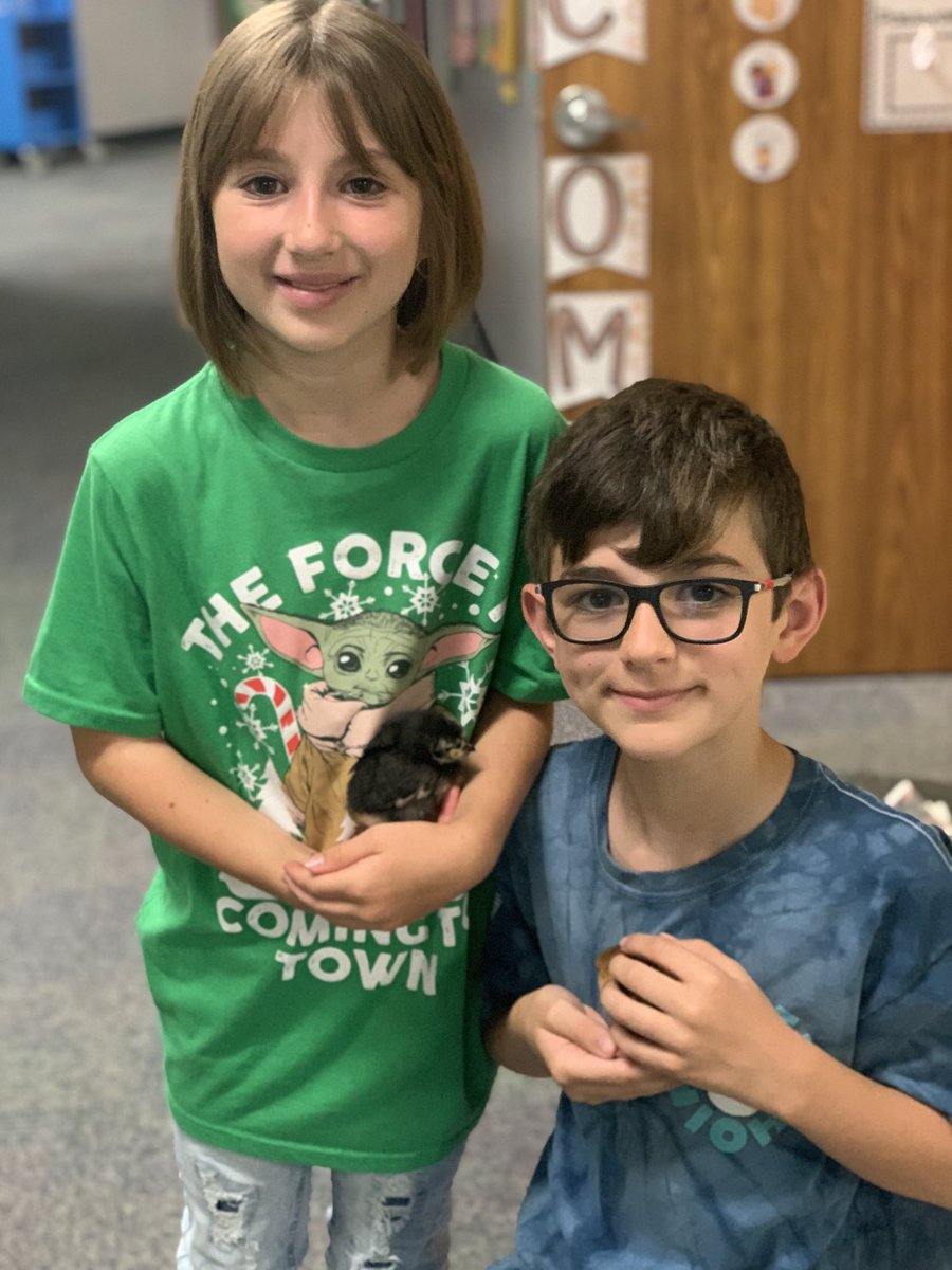 firsthildebrand's tweet photo. The Chicks Have Hatched!!!! 🐣 🐥 There is love, love, love in first grade this morning!!! @DCEtrailblazers https://t.co/teM9uaBodO