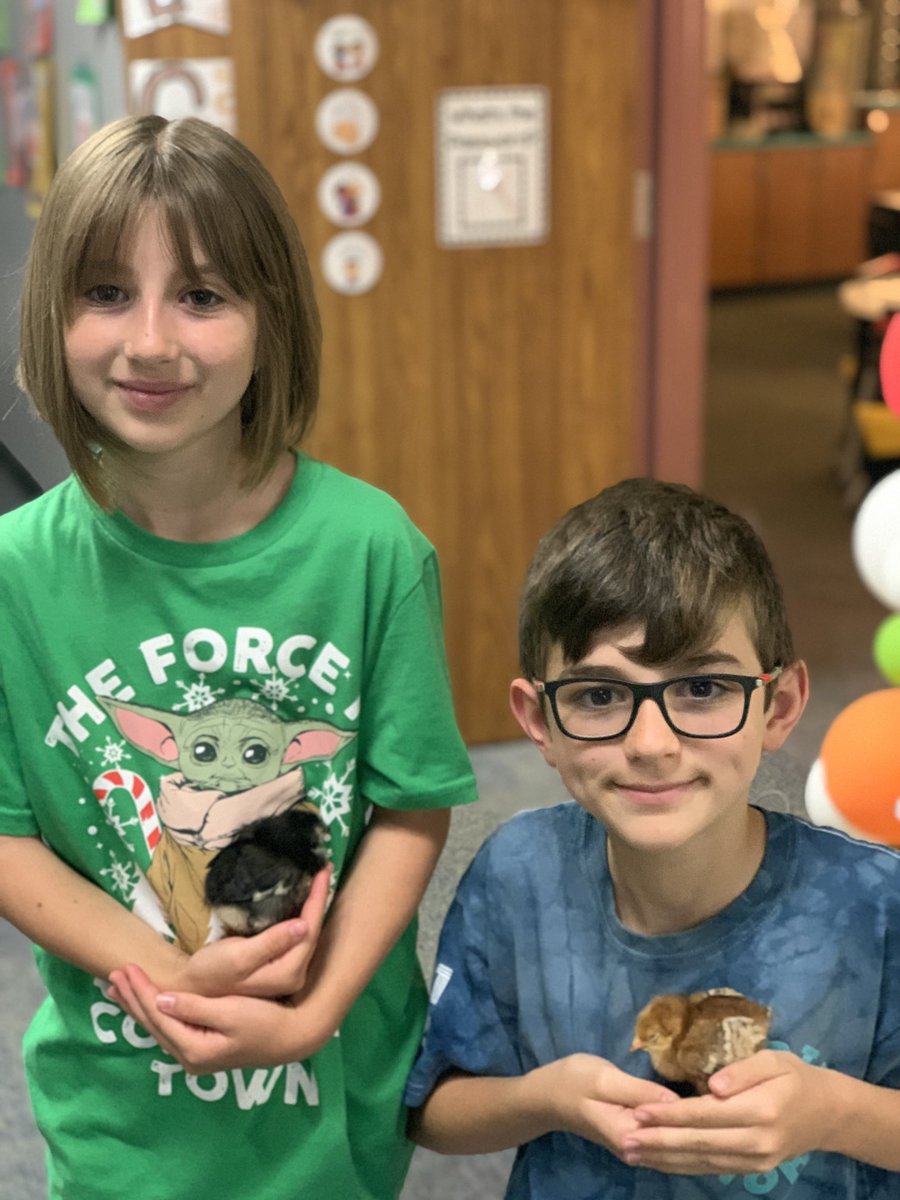 firsthildebrand's tweet photo. The Chicks Have Hatched!!!! 🐣 🐥 There is love, love, love in first grade this morning!!! @DCEtrailblazers https://t.co/teM9uaBodO
