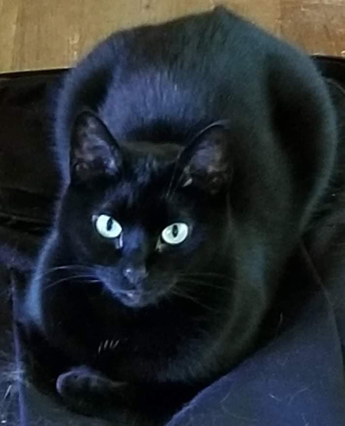 tashabeckmusic's tweet photo. @MarkNarrations #pettaxtuesday feel free to use these little babies, sorry I don’t have a better picture of Leeloo Dallas that’s not my Lock Screen. The little black one’s name is Shadow. 😊 https://t.co/DO1TWk2OX0