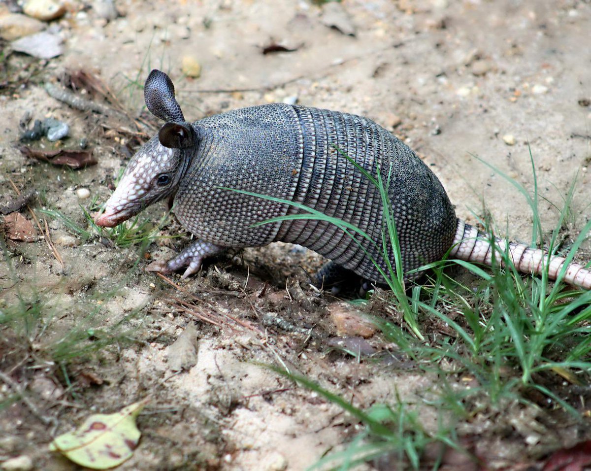 JorgeRescala's tweet photo. Usan sus fuertes patas y enormes garras delanteras para cavar hasta dos metros para hacer sus madrigueras y también para buscar escarabajos, hormigas, termitas y otros insectos, que son su principal alimento. https://t.co/K7v69hA152