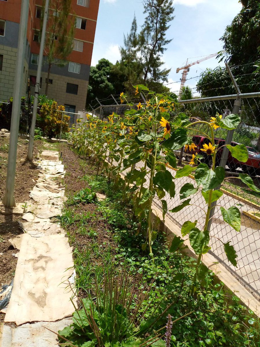 #VenezuelaTierraFértil Buenos días, hermosos girasoles sembrados por las manos de nuestros niños y niñas del CEINS "Ciudad Tiuna". 😇🥰👏👍💪🌻 
<a href="/DanyelaCastill1/">nany</a> <a href="/ClifTiuna/">CLIF Fuerte Tiuna</a> <a href="/gracielamarilis/">Graciela Rapisarda</a> <a href="/greybp1/">Greicys Barrios</a>  <a href="/yelitzePSUV_/">Yelitze Santaella</a> <a href="/gtorodelara/">Gisela Toro Hernández</a>