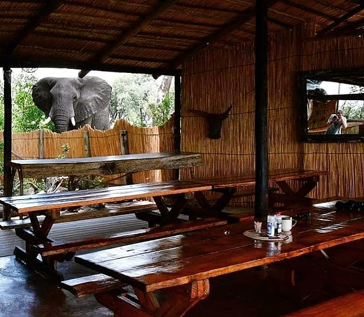 lelobusafaris's tweet photo. Set another place at the dining table, there's an unexpected guest...... 🐘

Great photo from client Gordon 

#OkavangoDelta #elephant #dinner #safaris #Botswana #Botswanasafari #deltaadventure #Okavango #wildlifephotography #wildlife #nature #travel #lelobusafaris https://t.co/5BEsUDsL4G