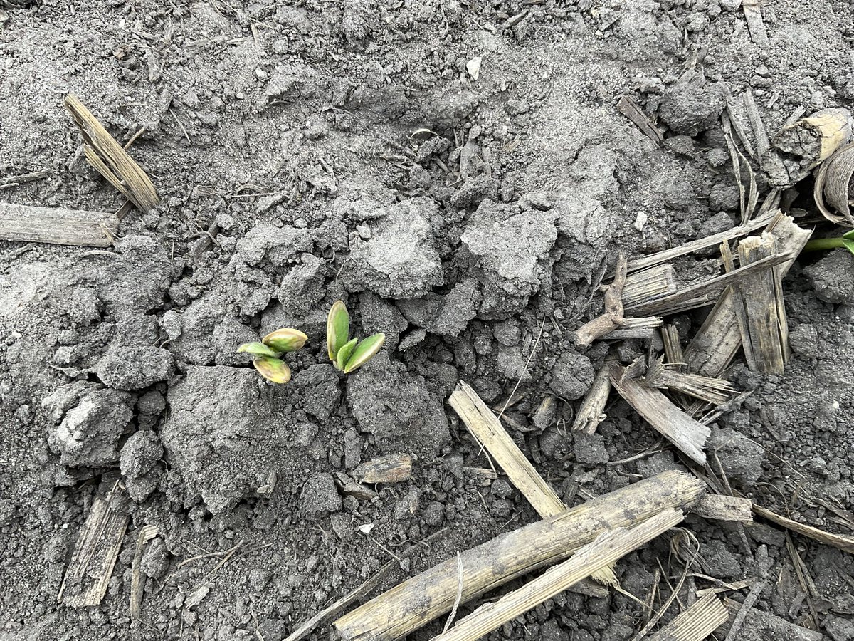 deutmeyer_troy's tweet photo. “Halo” effect showing up as usual this time of year on ILeVO treated soybeans…Just like a minor sunburn for us.  Good news is these soybeans will have a “halo” of industry leading protection from SDS and SCN!!!  Up and off to the races…. https://t.co/fWZpsGh1HR