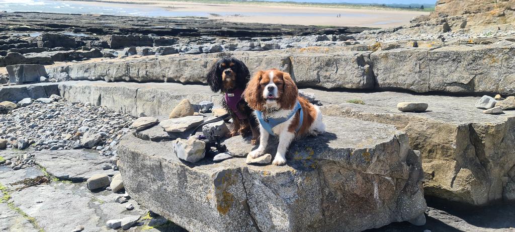 paulvincentbro1's tweet photo. A day exploring the Rock pools in Northumberland with the Boys #beatswork https://t.co/QpRhLo2535