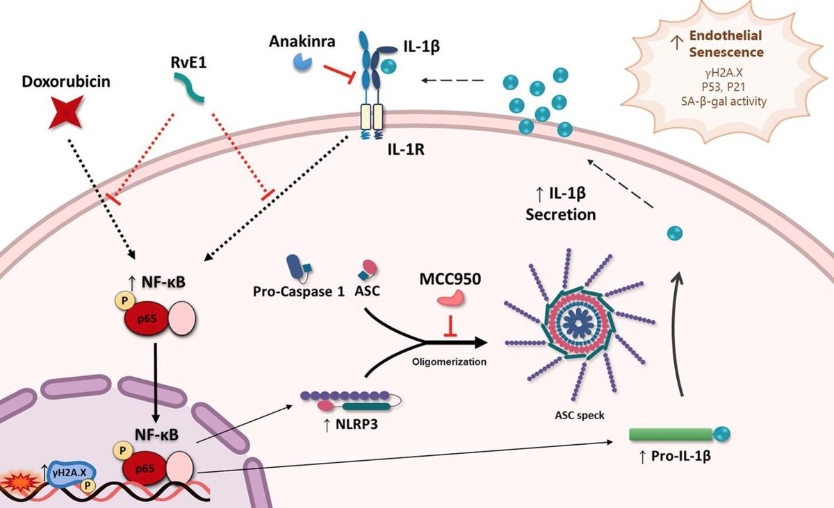Did you know? Endothelial #senescence and NLRP3 infammasome may be at the basis of vascular deleterious effects of anti-cancer drugs. Check out our new <a href="/farmavasm/">FARMAVASM</a> collaborative paper with <a href="/QuimicaUdeChile/">Química UCHILE</a>. Congrats <a href="/FelicityShamoon/">Felicity Shamoon</a> and <a href="/jaespitiac/">Jenaro Antonio Espitia-Corredor</a>!

👉authors.elsevier.com/a/1f5X61RcuUA0v