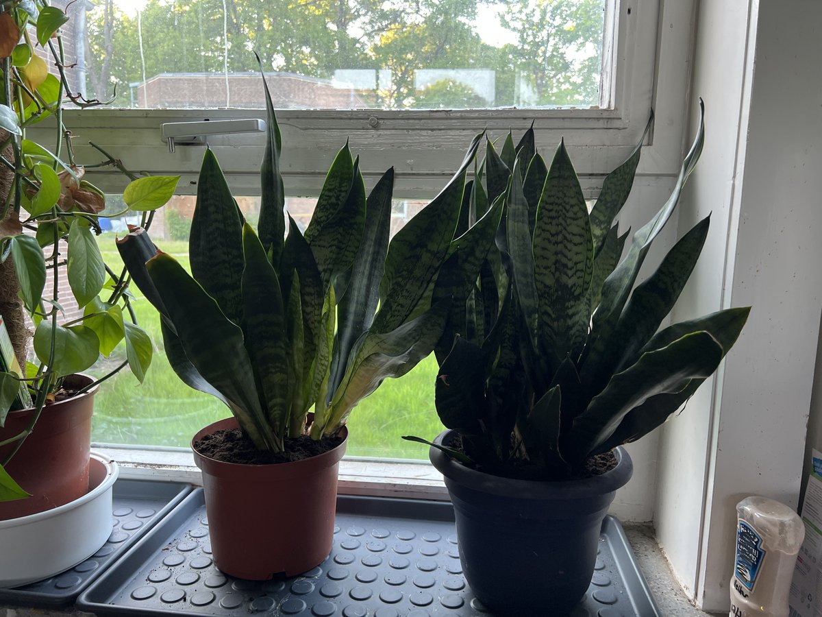 Neues Leben im Lab 🌱

Übrigens ihr könnt uns an den Offene Freitage #OpenFriday besuchen.

Nur prüft bevor ihr kommt dass jemand im #hackerspace ist 👀  leinelab.org