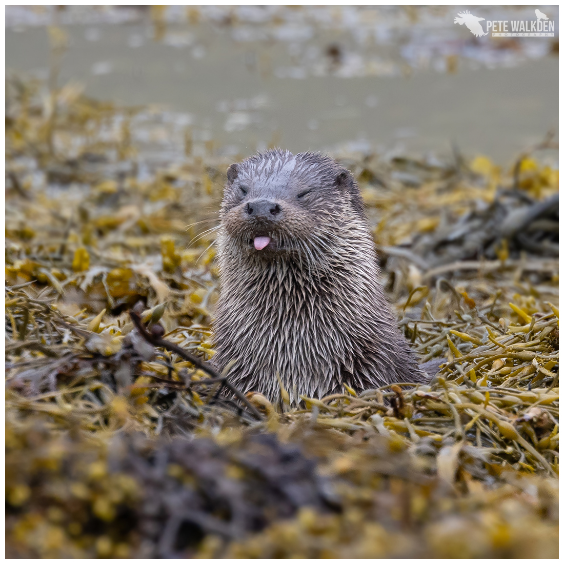 Another #workshop another rude #otter - I'm beginning to think they don't like me. #ThePhotoHour #NatureofScotland #naturephotography #wildlifephotography