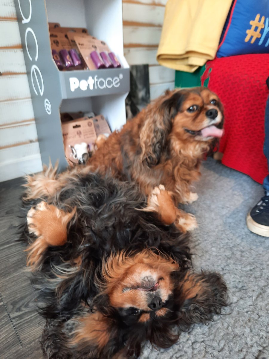 therapeticsvet's tweet photo. Phoebe was quite relaxed  at her #acupuncture session 🤣 ..... #cavalierkingcharles #holistichealth https://t.co/irDfXLf3l9