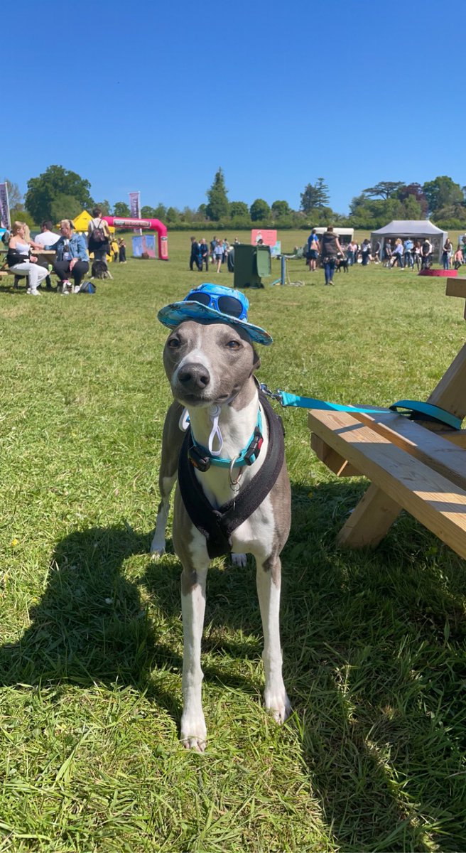 J3ssB4ker's tweet photo. Milo got all the ladies at dog fest 😎 https://t.co/TgoMYT8kkX