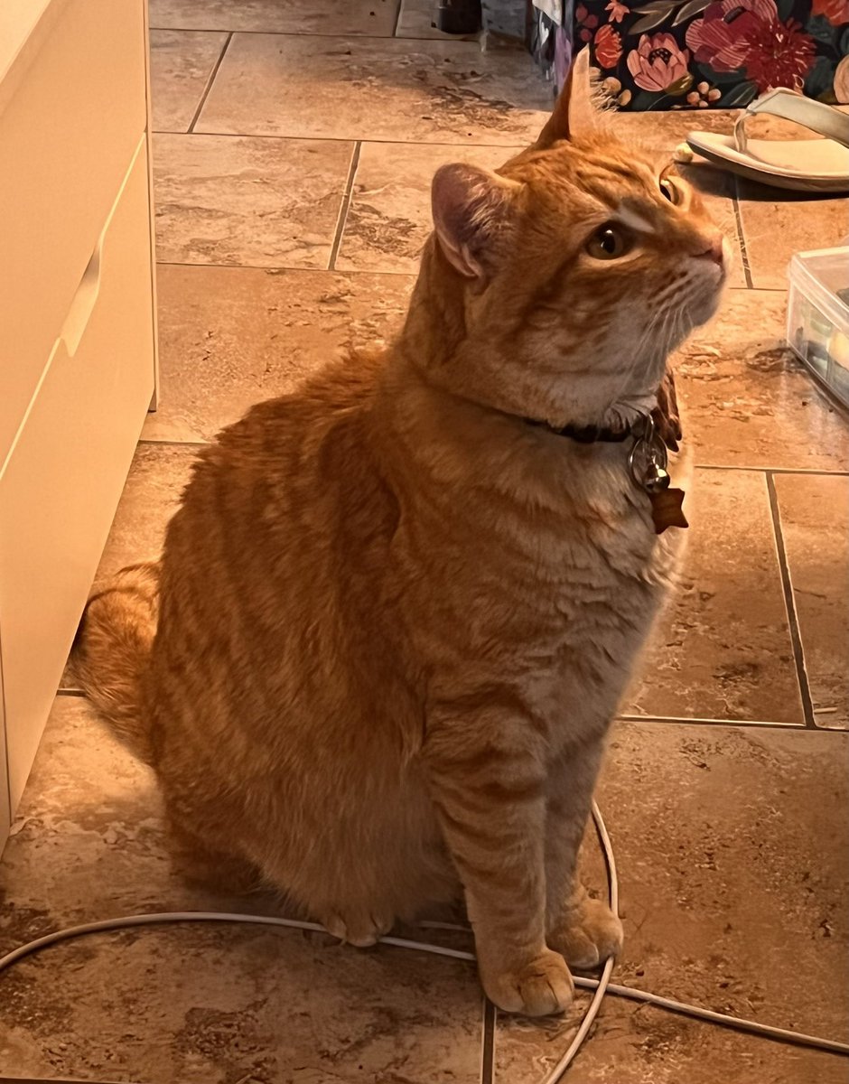 TeamFreeCats's tweet photo. Charlie stripes!! https://t.co/IRSemHETRf