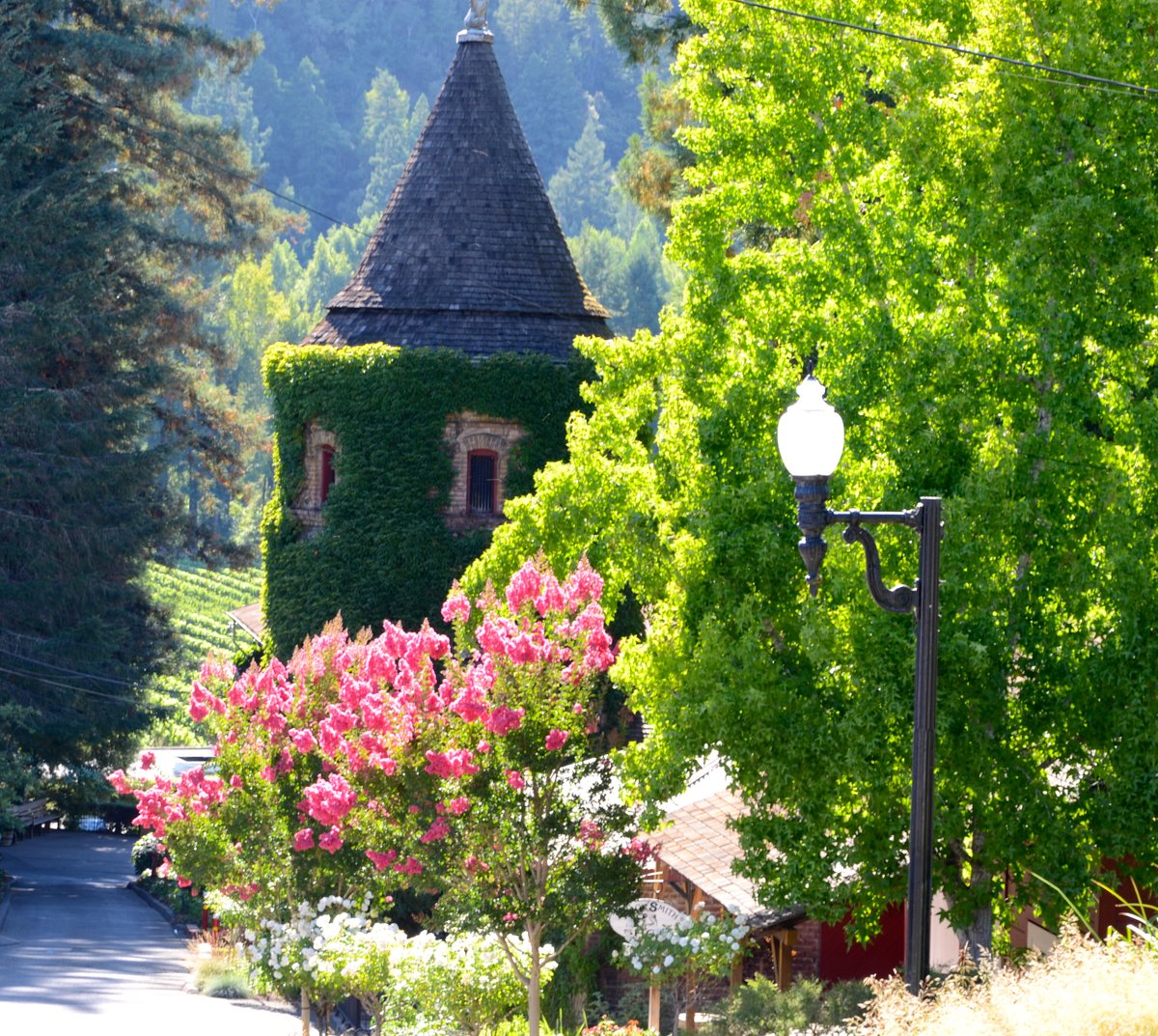 The Korbel Brandy Tower on display.  Just another spectacular spring day here at the winery!