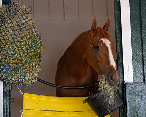 BH_AEberhardt's tweet photo. Busy morning at @Pimlico as all @PreaknessStakes contenders have arrived #CreativeMinister (by #CreativeCause) #KyOaks winner #SecretOath (by #Arrogate) #Fenwick (by #Curlin, last to arrive and eating up!) and #Epicenter (by #NotThisTime and 2nd in @KentuckyDerby) @bigdreyfus https://t.co/2angVApxXL