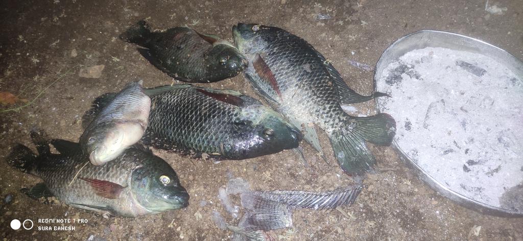 ganesh_VFC7's tweet photo. Night time fish putichuttu vanthu atha Namma kaiyala vachu saptura sugame thani Meen kulambu 😊
#beast @actorvijay #nightcooking https://t.co/LO9Wz2zoMu