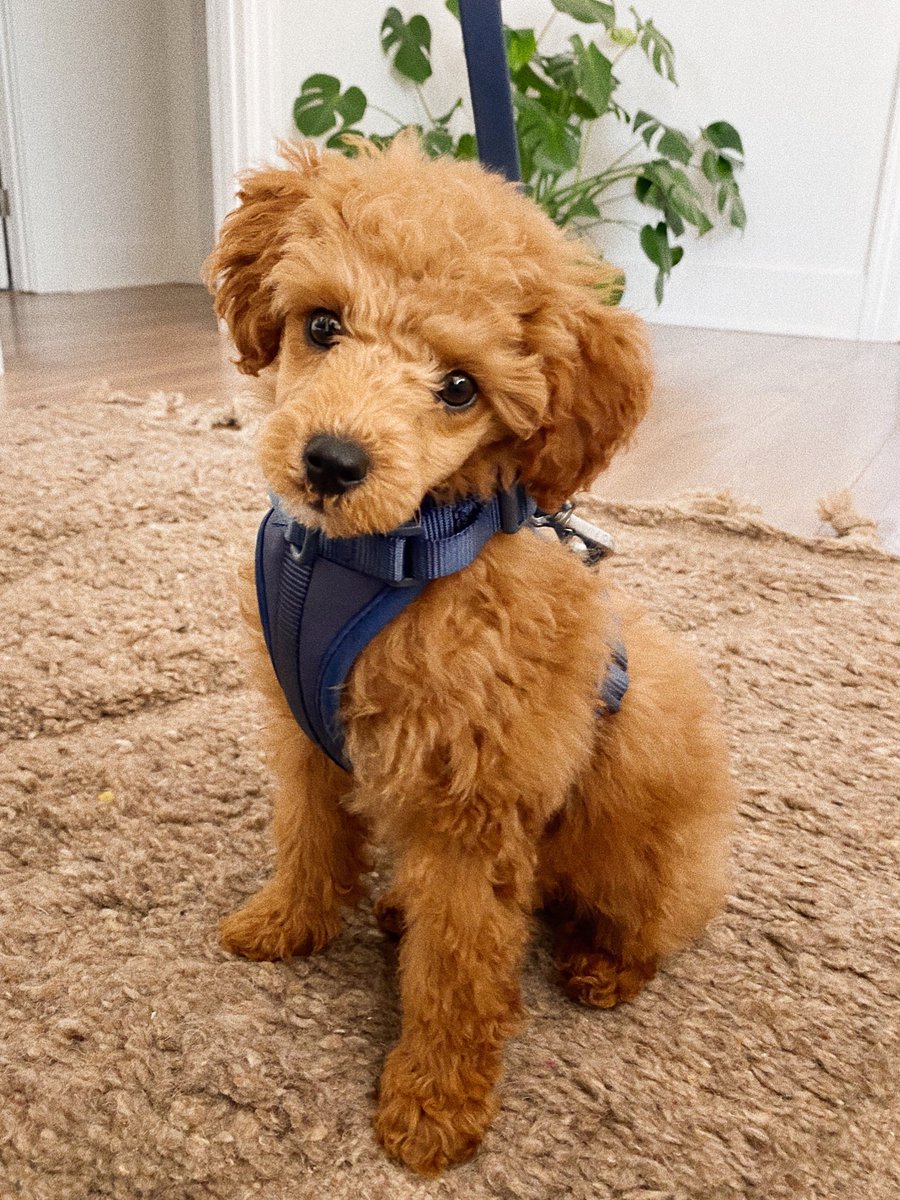 melissa medel arman tweet media