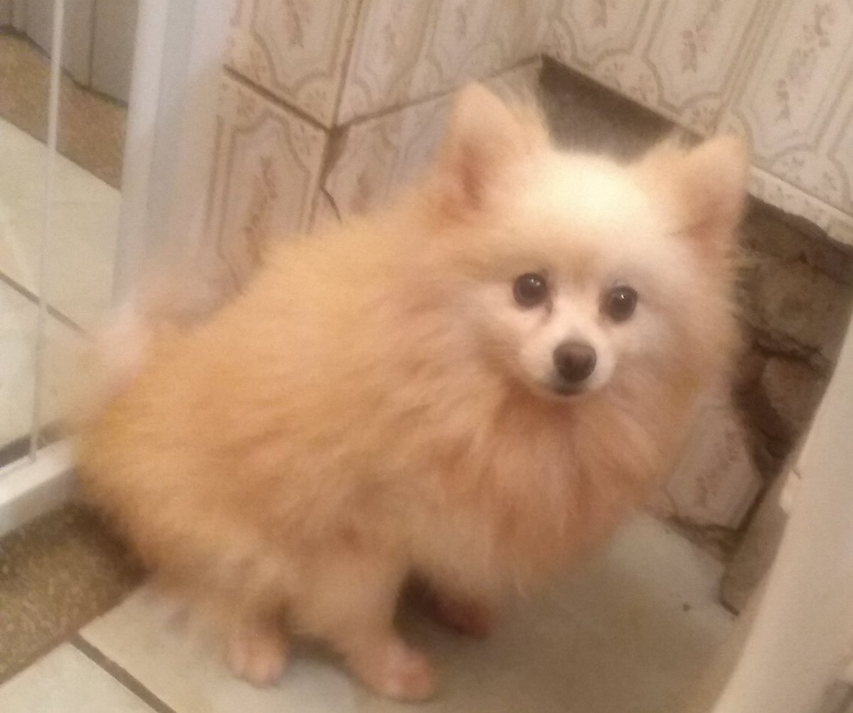 GleydsonPeters1's tweet photo. Meu Creme meu Ursinho lindo #Pyetro #Lulu❤️😍 https://t.co/kSfhZtD9DP