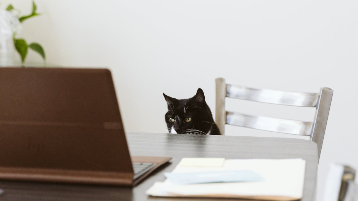 it's not easy being the CEO* 🍻 

*(Cat Executive Officer)