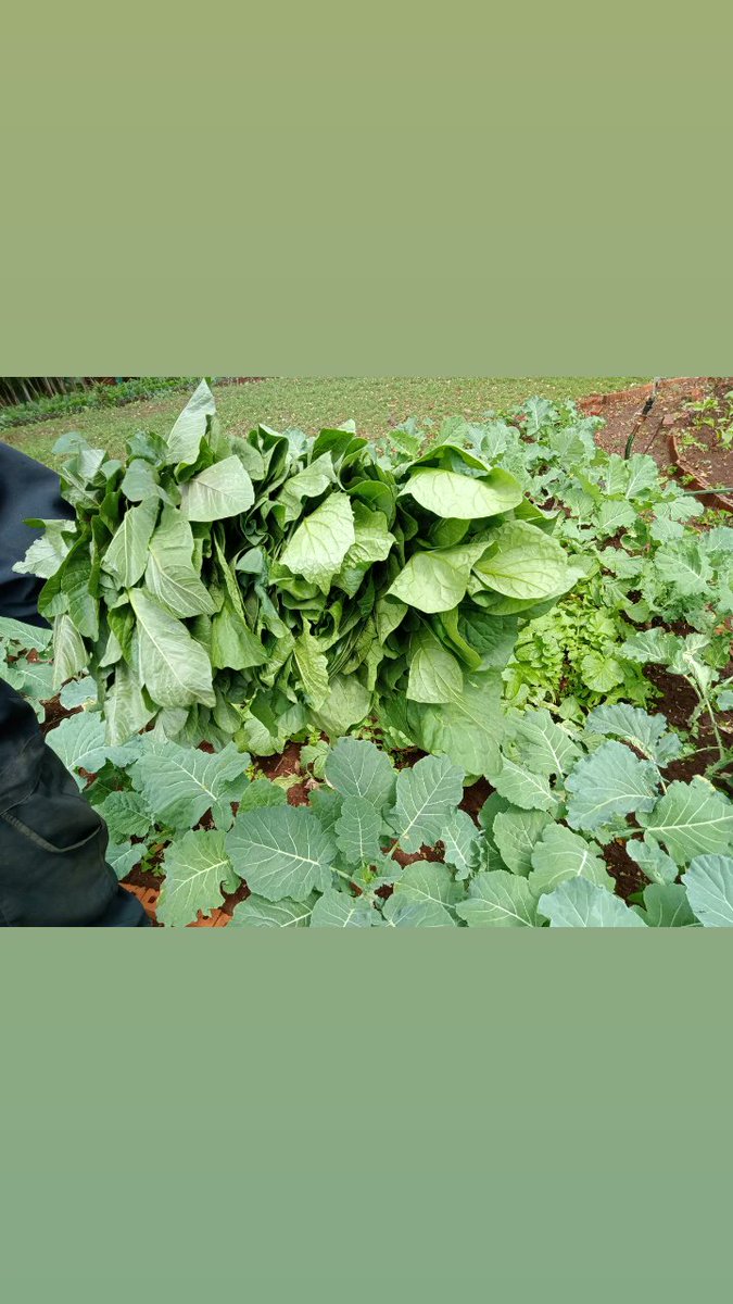 kitchengardenke's tweet photo. Fresh organic produce from our farm. Contact us on 0713840577 for orders or visit our farm to grab some. #organicfarming #safevegetables #HealthyEating #nutrition #Food https://t.co/2Ny3b0LjX8