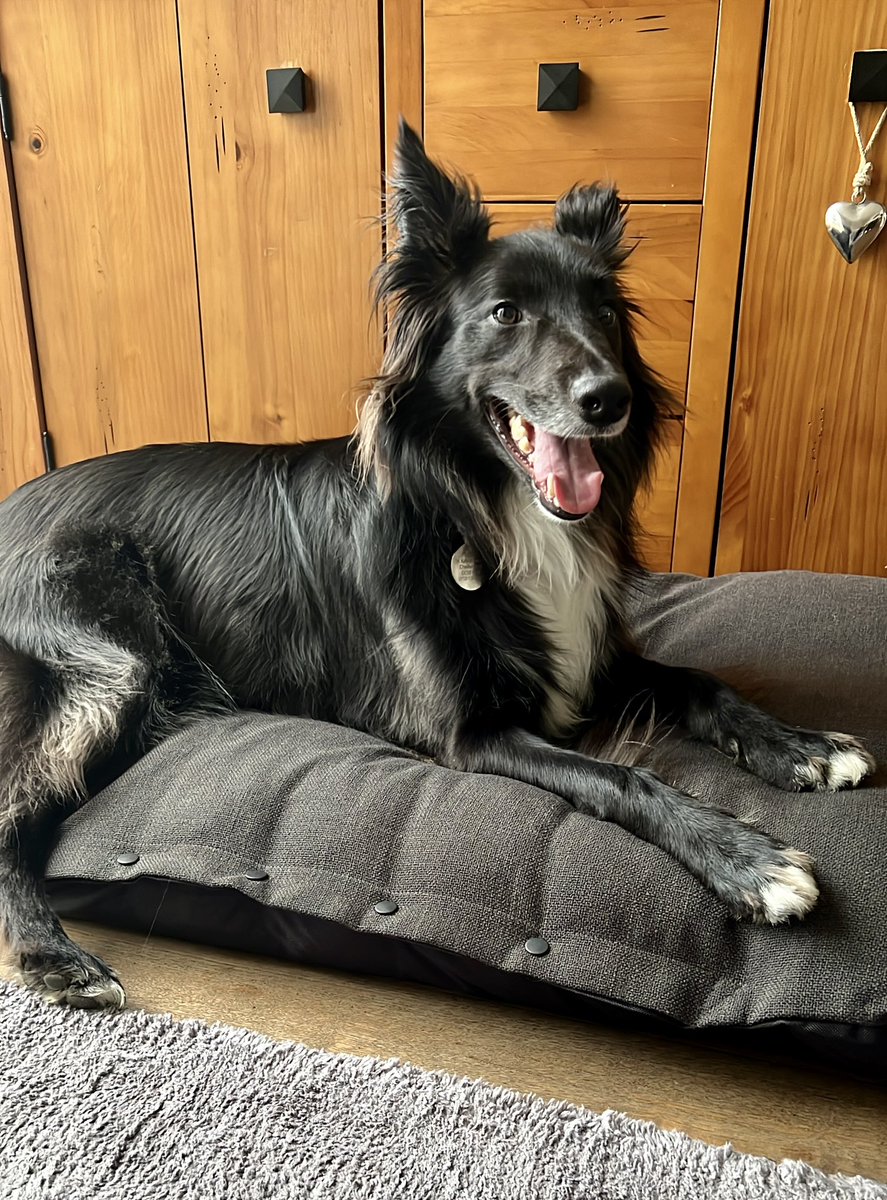 Dawn69877325's tweet photo. Bluey says fanks so much for my new bed @bemorebob2 I loves it 💙🐶 https://t.co/ntfyfJZ0dw