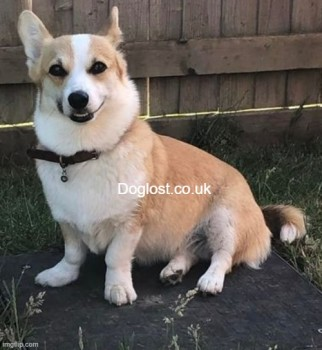 millypod1's tweet photo. 🆘17 MAY 2022 #Lost NEL #ScanMe 
Red/White Welsh Corgi (Pembroke) Female
#Dulas area #Anglesey #Wales #LL70 
Missing from owners farm behind the Pilot Boat pub. Brown collar. DO NOT CHASE/ call / attempt to grab
SIGHTINGS PLZ ☎️07798 903732/07908 028566
https://t.co/PRPwiU37gJ https://t.co/ckarwJ2uyD