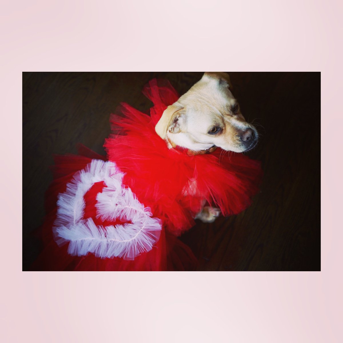PAWSny's tweet photo. Does your #dog love to get dressed up and join you out on the town? Check out this amazing hand-crafted red #doggown from Jade and Coral in the #PAWSNY #SilentAuction. #dogsofnyc #dogdiva #dogsoftwitter #dogcostume

Place your bids now: https://t.co/41pqyt5p0w https://t.co/woCZIPsdRp